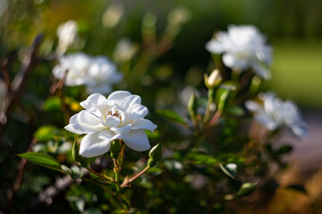 Obraz na płótnie Canvas White rose in garden with beautiful bokeh background. White rose flower in the evening garden. White roses in the evening light in the garden