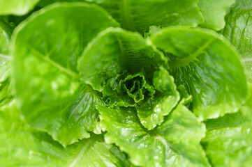 畑のチマサンチュ