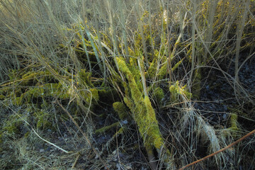 Closeup of vibrant green moss growing on a fallen branch in an empty Denmark swamp in early spring. Macro view detail of textured algae spreading, covering a tree bark in a remote nature landscape