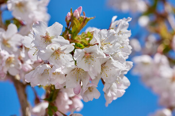 Obraz premium White lilies growing on trees in backyard in summer. Lilium blooming in botanical garden in spring. Lily flowers budding in a park. Flora flourishing in a meadow. Flowering plants on the countryside