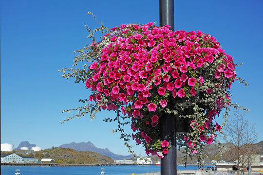 A landscape view of a pink Surfina flower with long vines hanging on a pole. A beautiful image of a cityside street with a pole covered with a pink flower under a bright blue sky.