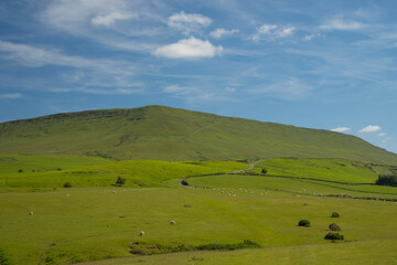 Green field full of sheep grazing under the Black Mountains in Wales