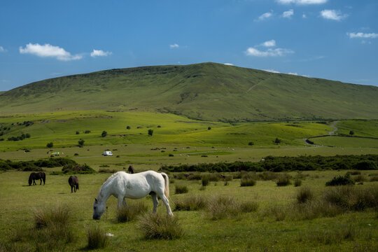 White and black horses graze at a green field in Wales under the Black Mountains