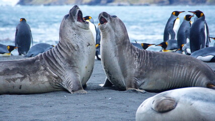 Southern elephant seals (Mirounga leonina) fighting at Gold Harbor, South Georgia Island