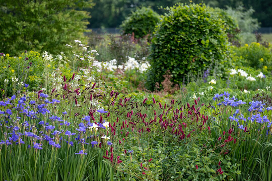 Close up of dark red, drought-resistant perennial Sanguisorba Tanna Burnet flowers in naturalistic perennial planting scheme, photographed in the RHS Bridgewater garden in Salford UK