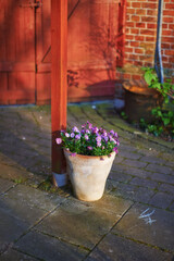 Purple pansies in a ceramic pot. Beautiful small potted flowers standing near entrance of an outdoor summer garden. Pretty bunch of magenta or bright pink blossoms flourishing outside in the sunlight