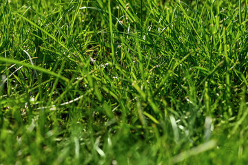 Background with green grass. Soft focus. Shallow DoF