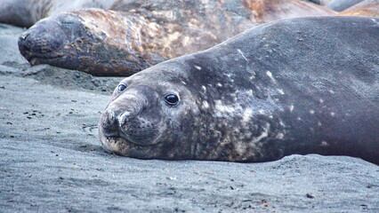 Naklejka premium Close up of a suthern elephant seal (Mirounga leonina) at Gold Harbor, South Georgia Island