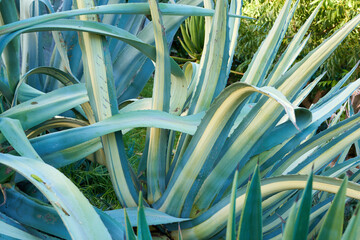 Fototapeta na wymiar Aloe vera growing in a botanical garden outdoors on a sunny day. Closeup of green agave plant with long prickly leaves filled with gel with healing properties used for skincare and medicinal purposes