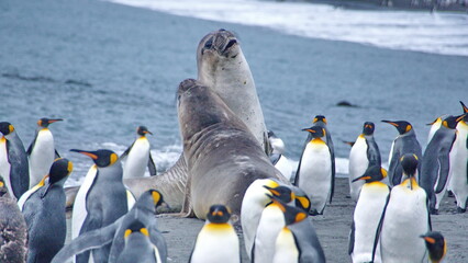Southern elephant seals (Mirounga leonina) fighting in a penguin colony at Gold Harbor, South...