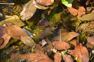 walnut leaves in autumn in the water