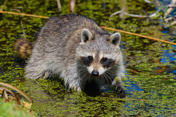 Naklejka premium Raccoon in the marsh