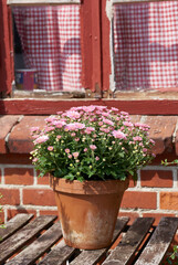 Beautiful pink daisies also known as Bellis perennis in a flowerpot on a garden table outside a window of a house or cafe background. Blooming flowers standing outside on balcony or patio in spring
