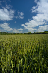 Barley field under blue sky and clouds in Wales