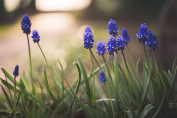 blue flower muscari in spring outdoors