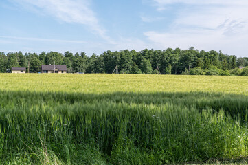 Obraz premium field of wheat