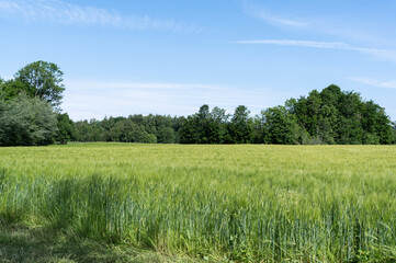 Fototapeta premium field and blue sky