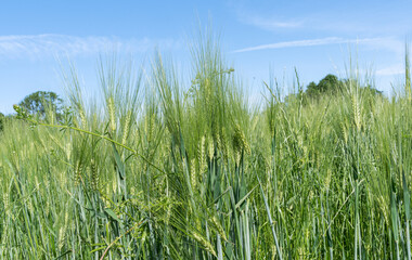 green grass and blue sky