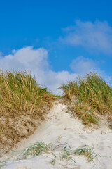 Landscape of sand dunes under cloudy blue sky copy space on the west coast of Jutland in Loekken, Denmark. Closeup of tufts of green grass growing on an empty beach during a sunny summer day