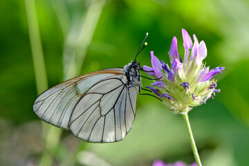 Black-veined white // Baum-Weißling (Aporia crataegi) 