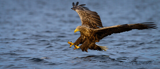 White-tailed eagle (Haliaeetus albicilla) with catch in Flatanger, Trøndelag, Norway