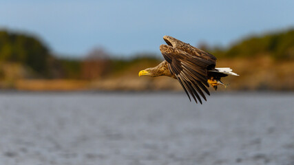 White-tailed eagle (Haliaeetus albicilla) with catch in Flatanger, Trøndelag, Norway