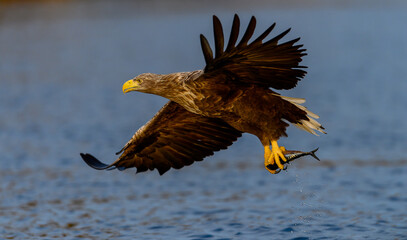 White-tailed eagle (Haliaeetus albicilla) with catch in Flatanger, Trøndelag, Norway