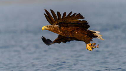 White-tailed eagle (Haliaeetus albicilla) with catch in Flatanger, Trøndelag, Norway