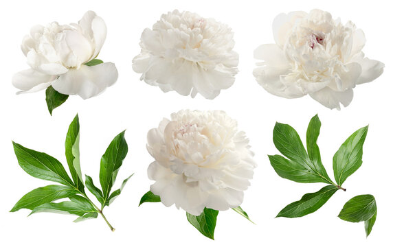 Set of white peonies isolated on white. White flowers with leaves on white background