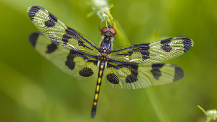 Dragonfly resting on a stem near a lake.