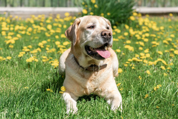 beautiful fawn labrador lies on the grass