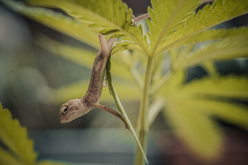 Brown Thai chameleon on natural yellow leaf background