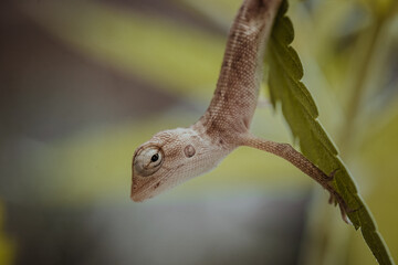 Brown Thai chameleon on natural yellow leaf background