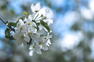 beautiful white apple blossoms. spring, copy space