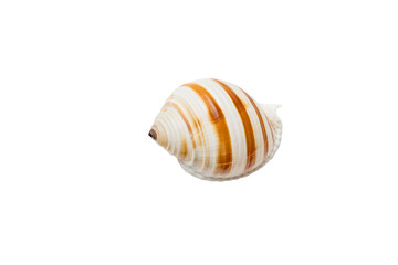 Sea shell isolated on white background. Close up seashell top view
