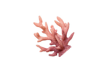 Pink decorative coral isolated on white background. perspective view