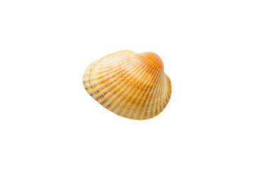 clam shell isolated on white background. perspective view. natural seashell