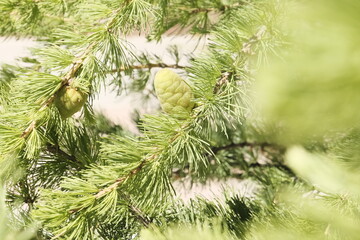 branches of a fir tree