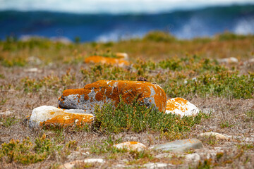 Landscape of boulders and wild grass growing on a coastal hillside in a nature reserve. Indigenous South African plants beside the sea. Fynbos growing by moss covered rocks near Hout Bay in Cape Town