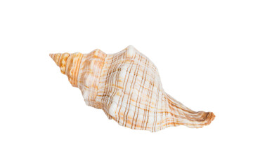 Sea shell isolated on white background. Close up seashell top view