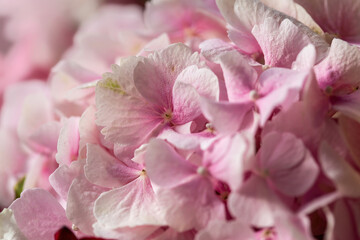 Natural background of pink hydrangea close-up. Selective focus