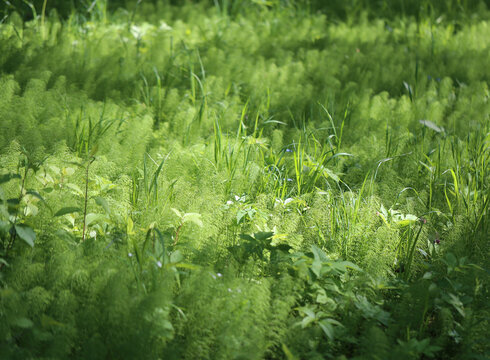 Background photo green grass