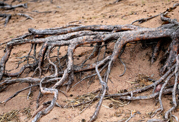 Photo roots of pine trees
