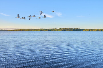 Spring photo of flying seagull over water in the dusk. A flock of birds flies over the blue...