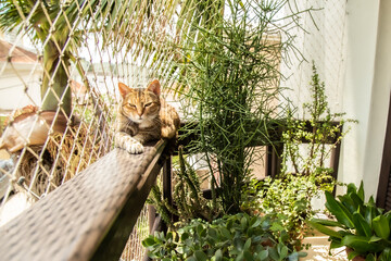 A balcony with plants, cat and net protection. Urban jungle living