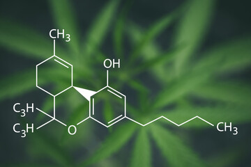 A beautiful sheet of cannabis marijuana in the defocus with image of the formula CBN