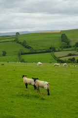 Fototapeta premium Sheep at a green pasture look at the camera in Wales