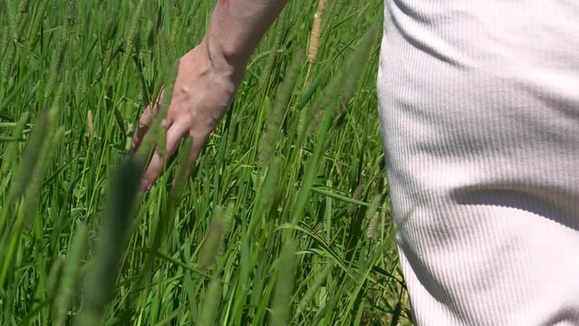 green field close-up. a girl in a dress walks across the field and touches the spikelets with her hand, which are blown by a light summer breeze. bright sun, harvest, care for the environment