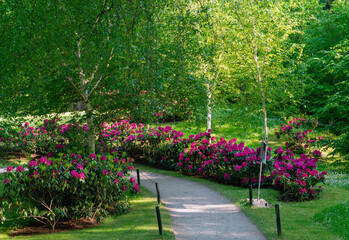 amazing purple   rhododendron bush blossoms  and birch trees  in   japanese garden in Tallinn