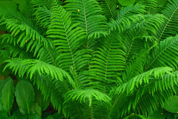 Fototapeta na wymiar Bright green fern leaf thriving in a garden. Group of fern plants growing in lush vibrant tropical environment Fresh floral tree with vine-like textures for outdoor shade or earthy, nature decoration